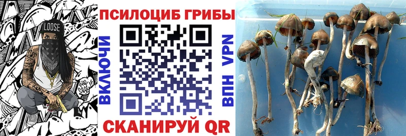 Галлюциногенные грибы Psilocybe Правдинск